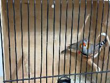 Zebra Finches for sale - Photo 7