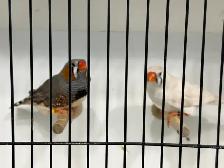Zebra Finches for sale - Photo 8