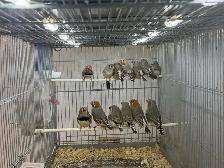 Zebra Finches for sale - Photo 9
