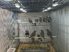 Zebra Finches for sale - Photo 10
