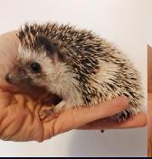 READY, Chelsea Baby Pinto hedgehog!
