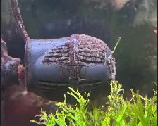 75 gal. Tank and More! -$150 - Photo 3