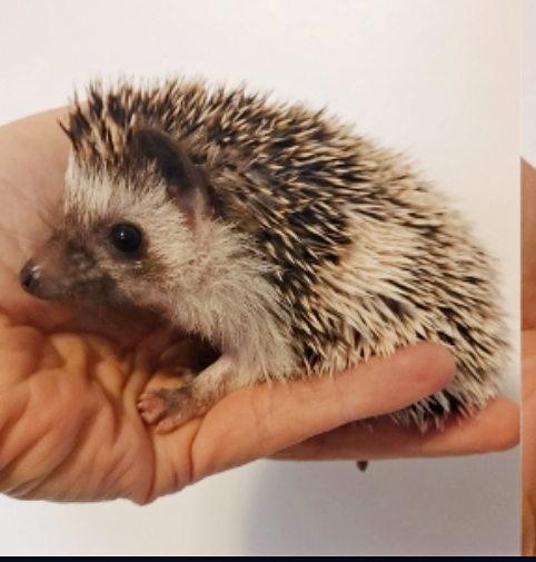 READY, Chelsea Baby Pinto hedgehog!!