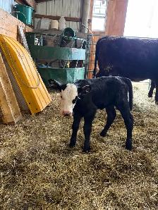 3 day old calf