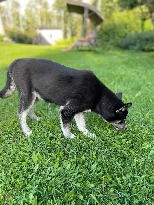 Selling adult Husky