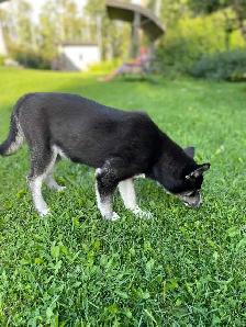 Selling adult Husky
