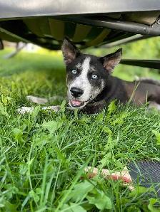 Selling adult Husky - Photo 2