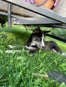 Selling adult Husky - Photo 3