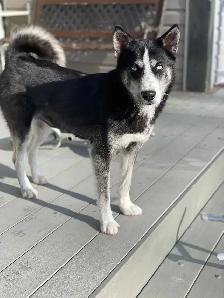 Selling adult Husky - Photo 4