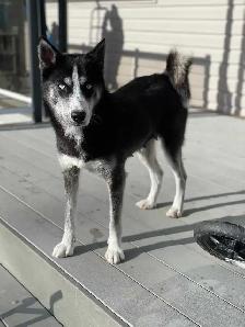 Selling adult Husky - Photo 5