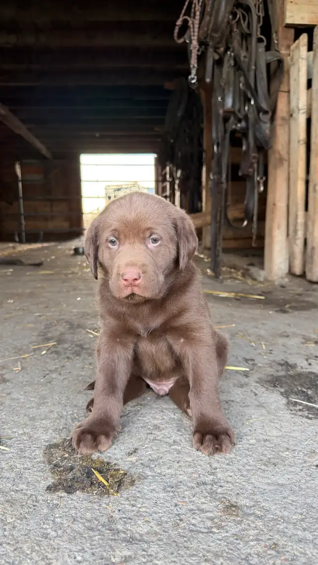PureBred Lab Pups