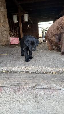 PureBred Lab Pups - Photo 2