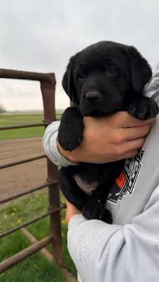 PureBred Lab Pups - Photo 3