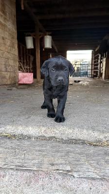 PureBred Lab Pups - Photo 4