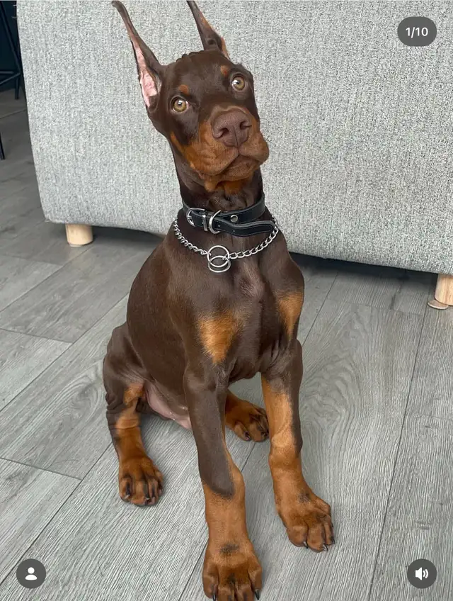 100% European Doberman Puppies for Reservation