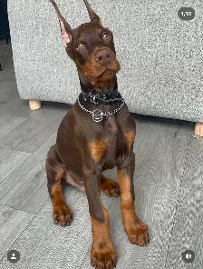 100% European Doberman Puppies for Reservation
