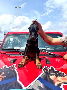 100% European Doberman Puppies for Reservation - Photo 2