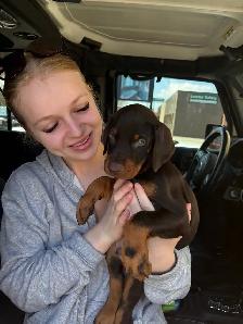 100% European Doberman Puppies for Reservation - Photo 4