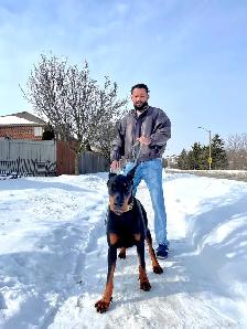 100% European Doberman Puppies for Reservation - Photo 5
