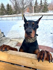 100% European Doberman Puppies for Reservation - Photo 6