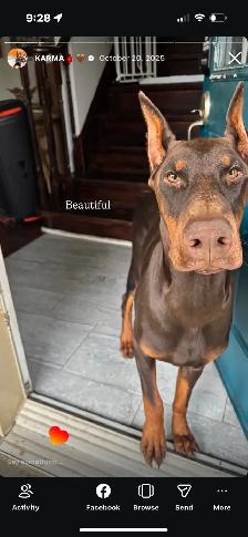 100% European Doberman Puppies for Reservation - Photo 7