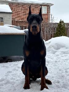 100% European Doberman Puppies for Reservation - Photo 8