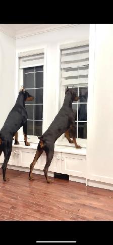 100% European Doberman Puppies for Reservation - Photo 9