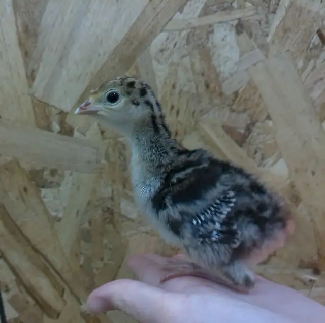 Turkey Poults