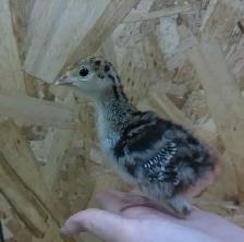 Turkey Poults