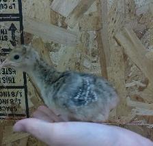 Turkey Poults - Photo 2