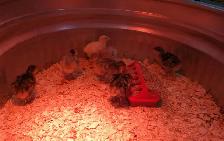 Turkey Poults - Photo 3