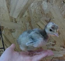 Turkey Poults - Photo 4