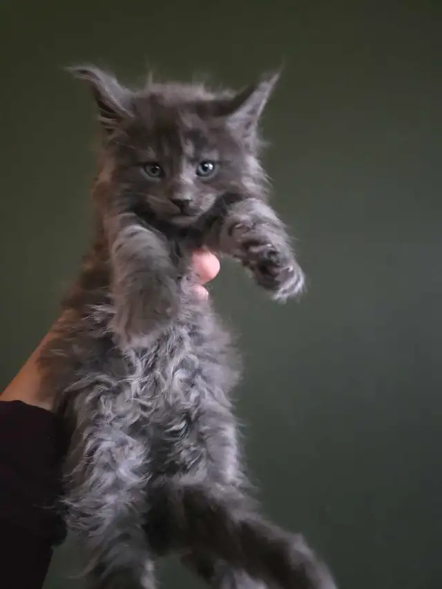Purebred Maine Coon Male