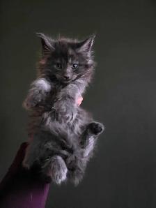 Purebred Maine Coon Male - Photo 2
