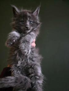 Purebred Maine Coon Male - Photo 3