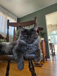 Purebred Maine Coon Male - Photo 4