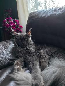 Purebred Maine Coon Male - Photo 5