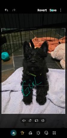 Adorable Furever Friends - Photo 2