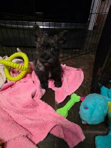 Adorable Furever Friends - Photo 3