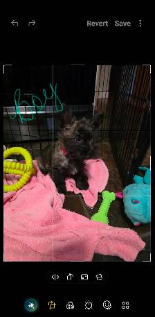Adorable Furever Friends - Photo 4