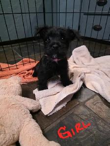 Adorable Furever Friends - Photo 5