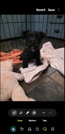 Adorable Furever Friends - Photo 6