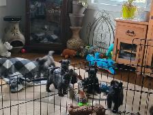 Adorable Furever Friends - Photo 7