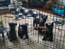 Adorable Furever Friends - Photo 8