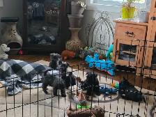 Adorable Furever Friends - Photo 9