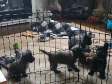 Adorable Furever Friends - Photo 10