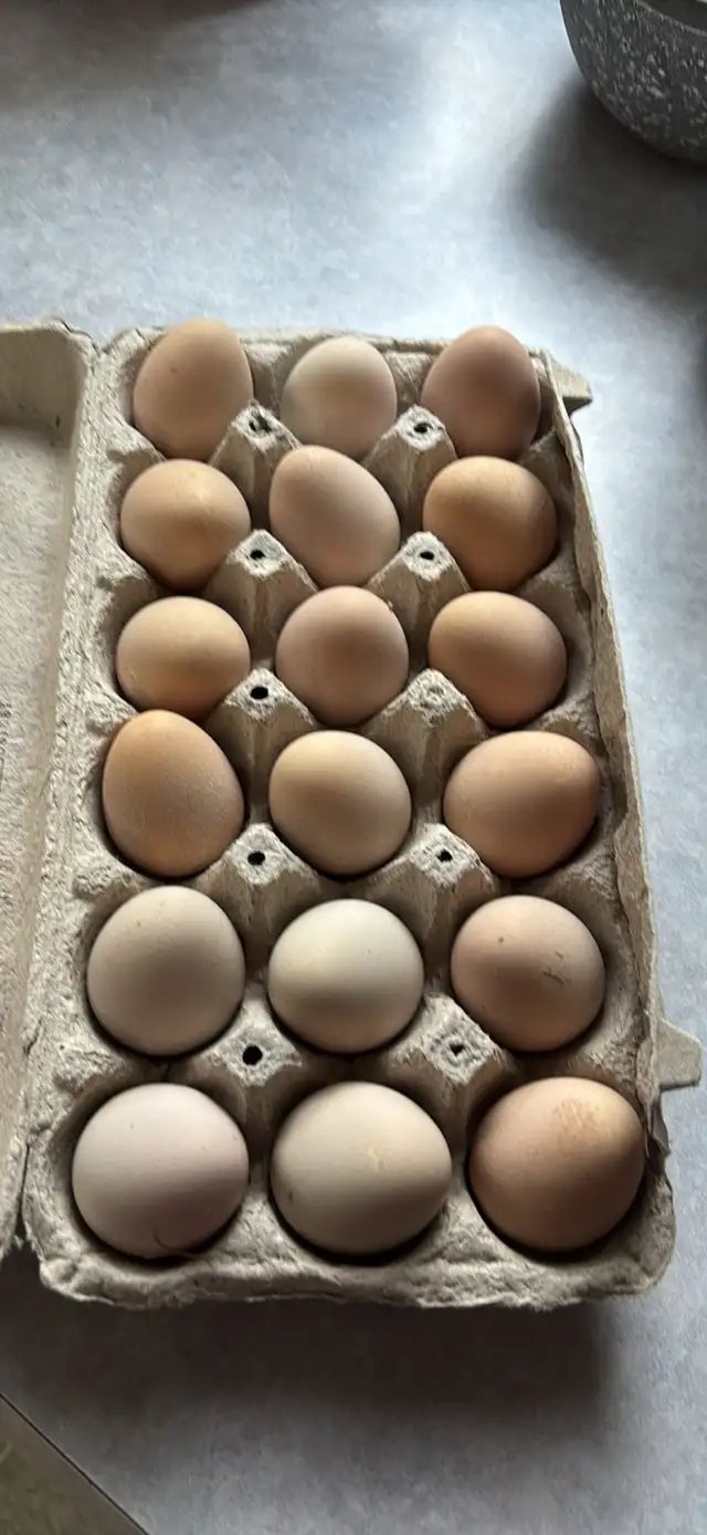 Guinea Eggs