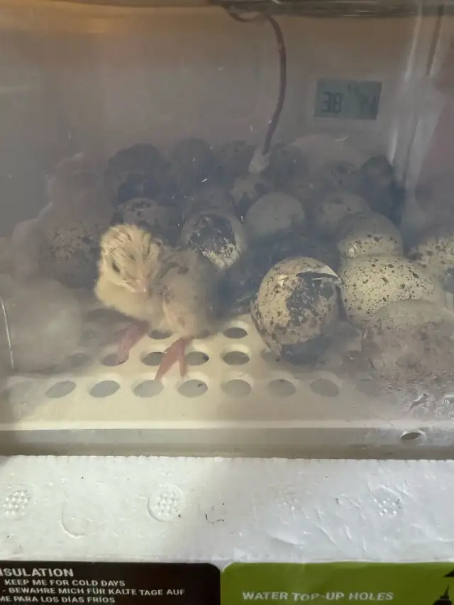 20  under a year Coturnix Quail