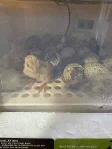 20  under a year Coturnix Quail