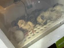 20  under a year Coturnix Quail - Photo 2